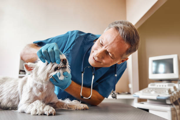 Best Emergency Treatment for Dental Infections or Abscesses in Zelienople, PA